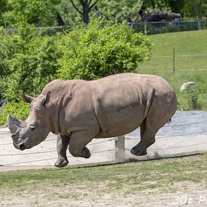 When rhinos can fly...