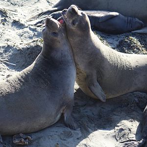 Northern Elephant Seals