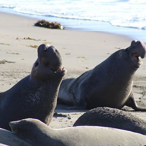 Northern Elephant Seals