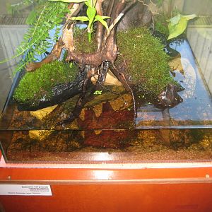 Riga Zoo - Tropical house - Amphibian exhibit #4