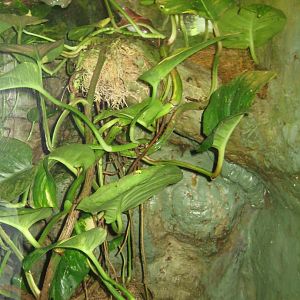 Riga Zoo - Tropical house - Amphibian exhibit #5