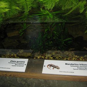 Riga Zoo - Tropical house - Amphibian exhibit #6