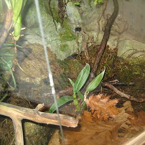 Riga Zoo - Tropical house - Amphibian exhibit #7