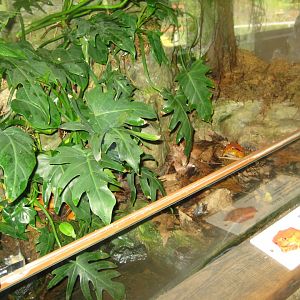 Riga Zoo - Tropical house - Amphibian exhibit #8