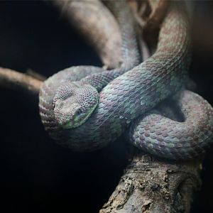 Beautiful pit viper (Trimeresurus venustus)