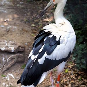 Maguari stork (Ciconia maguari)