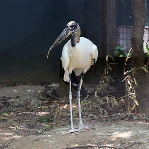 Wood stork (Mycteria americana)
