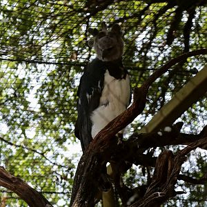 Harpy eagle