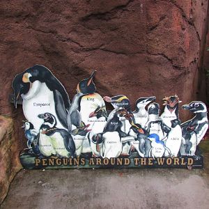 Penguins Around The World