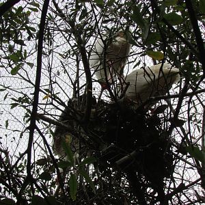 Nesting African Spoonbills