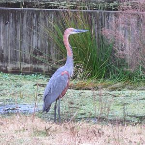 Goliath Heron