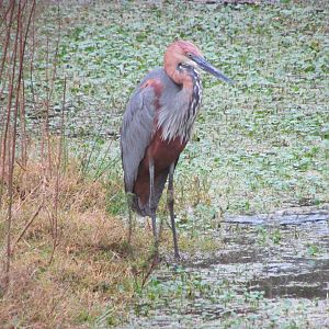 Goliath Heron