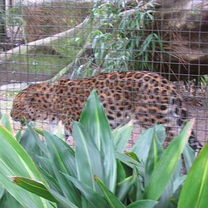 Amur Leopard