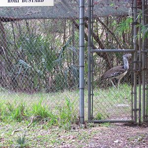 Kori Bustard