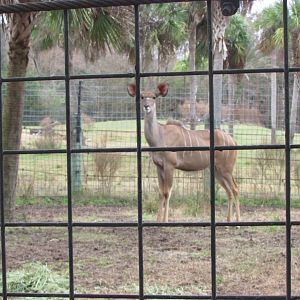 Female Greater Kudu