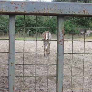 Grevy's Zebra Approaching