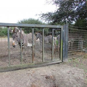 Grevy's Zebra Herd
