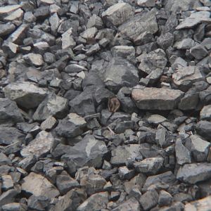 Unadorned Rock-wallaby (Petrogale inornata)