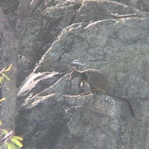 Herbert's Rock-wallaby (Petrogale herberti)