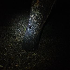 Brush-tailed Phascogale (Phascogale tapoatafa)