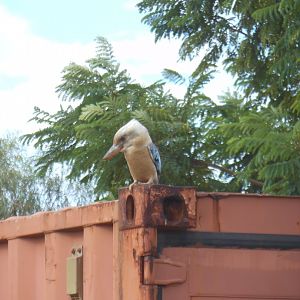 Blue-winged Kookaburra (Dacelo leachii cliftoni)