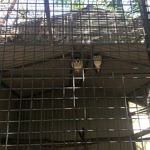 Barn Owl enclosure