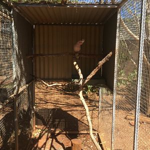 Apricot enclosure