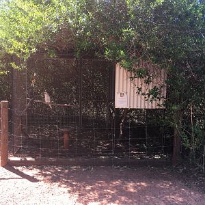 Western Longbill Corella enclosure