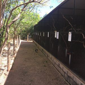 Rosella/Parrot enclosures