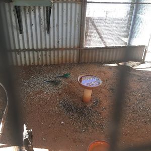 Mulga Parrot enclosure