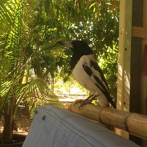 Pied Butcherbird (Cracticus nigrogularis)