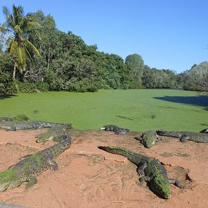 Estuarine Crocodile enclosure