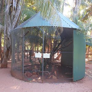 Barking Owl enclosure
