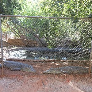 Estuarine Crocodile enclosure