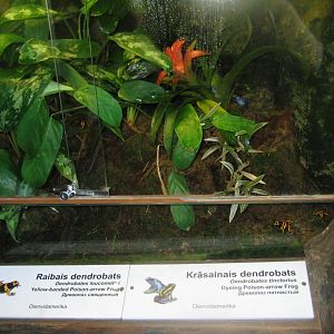 Riga Zoo - Tropical house - Amphibian exhibit #9