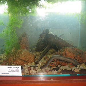 Riga Zoo - Tropical house - Amphibian exhibit #10