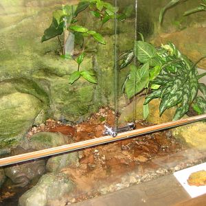 Riga Zoo - Tropical house - Amphibian exhibit #11