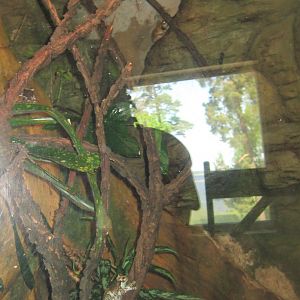 Riga Zoo - Tropical house - Amphibian exhibit #12