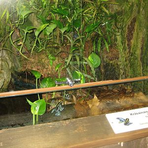 Riga Zoo - Tropical house - Amphibian exhibit #13