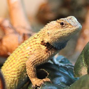 Sceloporus malachiticus