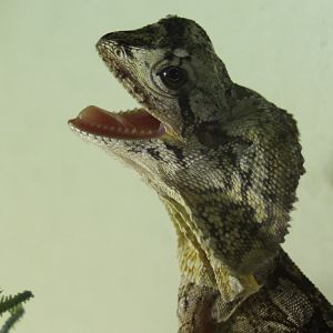 frilled lizard