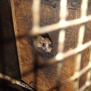 Ganzhorn's Mouse Lemur (Microcebus ganzhorni) at Plzen Zoo - June 20 2017
