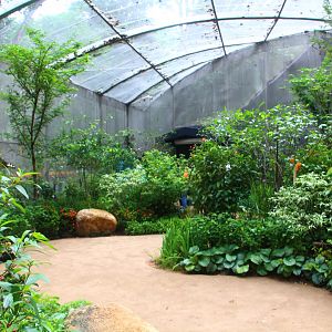 Fragile Forest - Butterfly Aviary