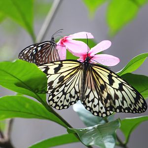 Fragile Forest - Butterfly Aviary