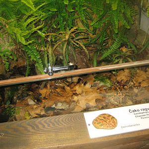 Riga Zoo - Tropical house - Amphibian exhibit #14