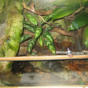 Riga Zoo - Tropical house - Amphibian exhibit #15