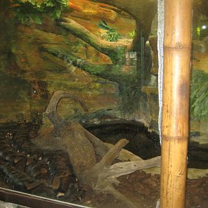 Riga Zoo - Tropical house - Python exhibit
