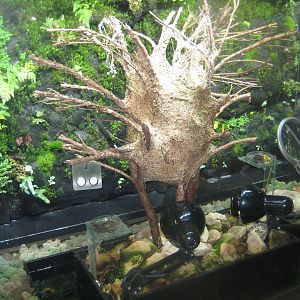 Riga Zoo - Tropical house - Weaver ant exhibit