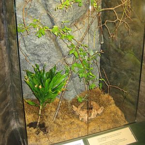 Riga Zoo - Tropical house - Insectarium exhibit #1