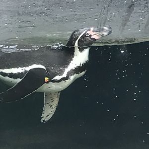 Humboldt Penguin Swimming